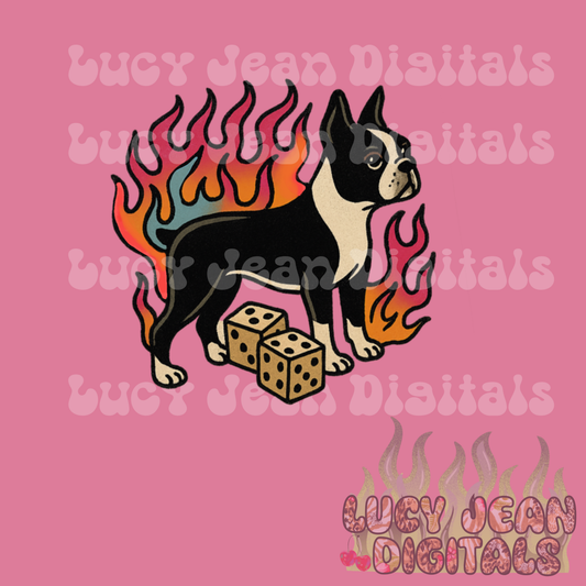 Boston Terrier PNG